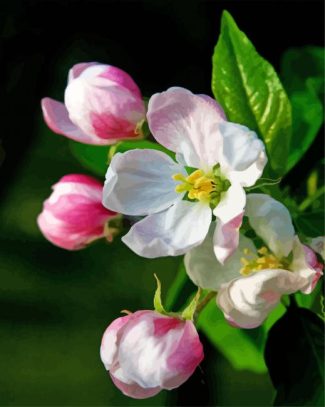 Apple Blossom Flower Diamond Paintings