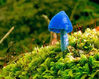 Blue Mushroom Diamond Paintings