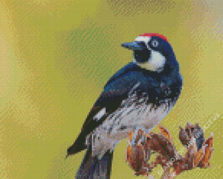 Acorn Woodpecker Bird Diamond Paintings