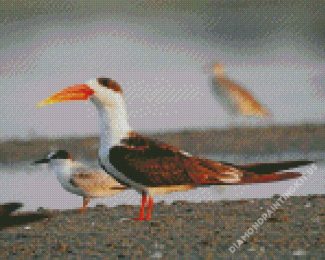 Aesthetic Indian Skimmer Birds Diamond Paintings
