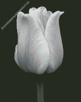 Black And White Tulip Flower Diamond Paintings