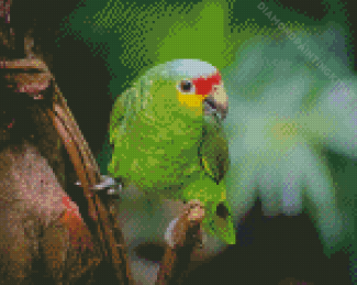 Amazon Parrot Diamond Paintings