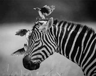 Black And White African Animals Diamond Paintings