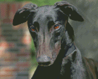 Black Greyhound Diamond Paintings