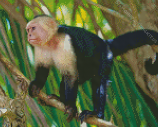 Capuchin Monkey Diamond Paintings