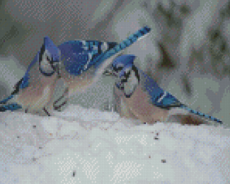 Two Blue Jay Birds In Winter Diamond Paintings