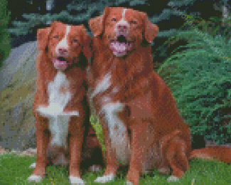 Two Duck Toller Dogs Diamond Paintings