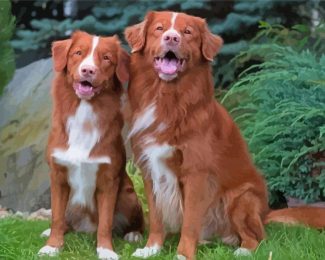 Two Duck Toller Dogs Diamond Paintings