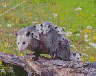 Adorable Possums Diamond Paintings