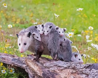 Adorable Possums Diamond Paintings
