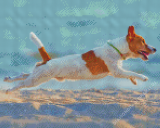 Bichon Jack Russell Dog Running Diamond Paintings