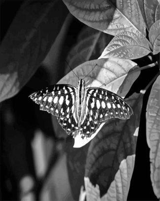 Black And White Butterfly Diamond Paintings