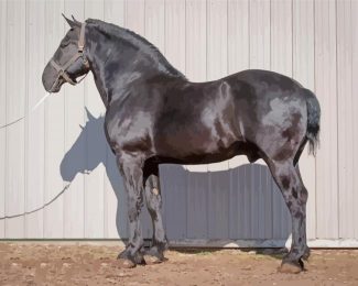 Black Percheron Horse Animal Diamond Paintings