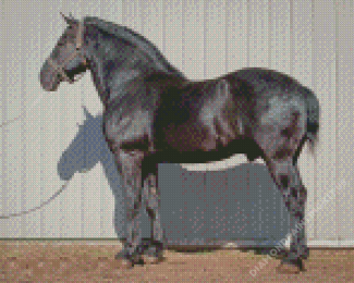 Black Percheron Horse Animal Diamond Paintings