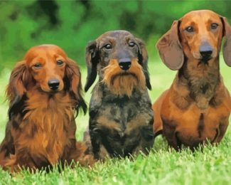 Smooth Long And Wire Haired Dachshund Dogs Diamond Paintings