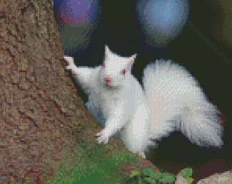 Albino Squirrel On Tree Diamond Paintings