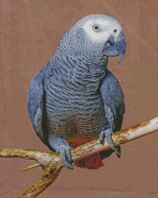 African Parrot Grey Bird Diamond Paintings
