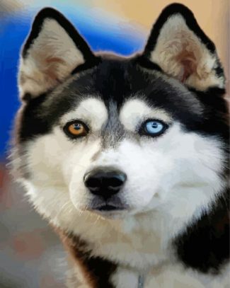 Husky Bicolored Eyes Diamond Paintings