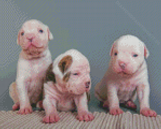 Three American Bulldogs Puppies Diamond Paintings