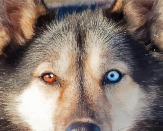Aesthetic Husky Bicolored Eyes Diamond Paintings