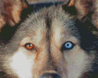 Aesthetic Husky Bicolored Eyes Diamond Paintings