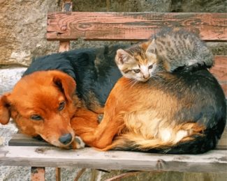 Sleeping Dog And Cat On Bench Diamond Paintings