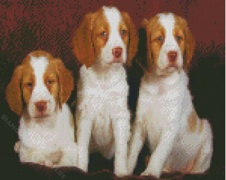 Brittany Puppies Diamond Paintings