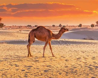 Dubai Desert Camel Diamond Paintings