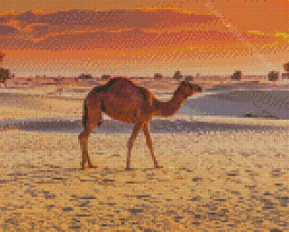 Dubai Desert Camel Diamond Paintings