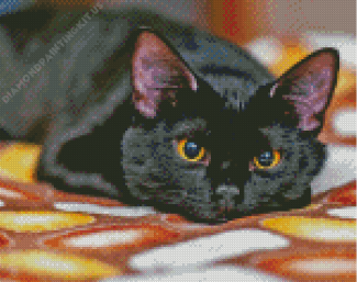 Cute Black Cat Diamond Paintings