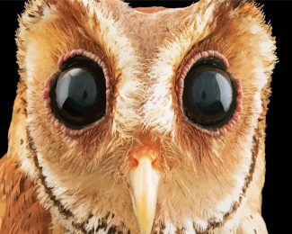 Superb Big Eyed Owl Diamond Painting