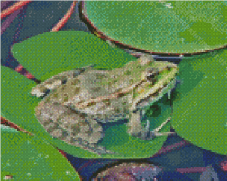 Water Frog On Lily Pond Diamond Painting