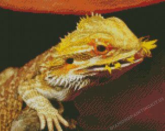 Bearded Dragon Lizard Diamond Painting